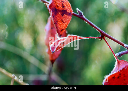 Coperto di brina lampone foglie. Molto bello sfondo sul tema del tempo e della stagione. Foto Stock