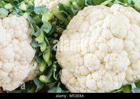 Freschi cavolfiori di colore bianco Foto Stock