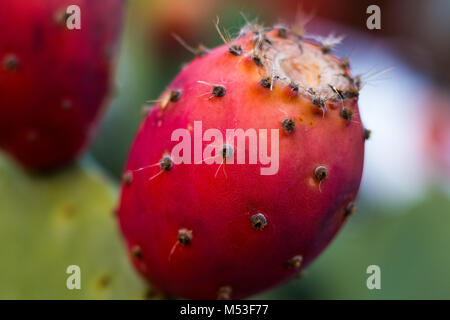 Ficodindia Opuntia è un genere nella famiglia di cactus, Cactaceae. I più comuni specie di culinaria è la Indian fig opuntia. Foto Stock