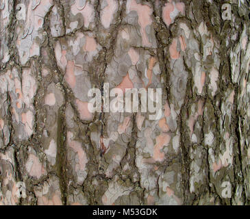 La texture di pino di corteccia di albero può essere usata come sfondo Foto Stock