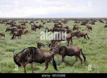 Migrazione annuale di oltre un milione di gnu blu (Connochaetes taurinus) e 200.000 zebre. Fotografato nella primavera aprile nel Serengeti, Tanzania Foto Stock