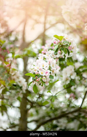 Close-up immagine della fioritura di primavera Apple Blossom fiori contro un sfondo morbido Foto Stock