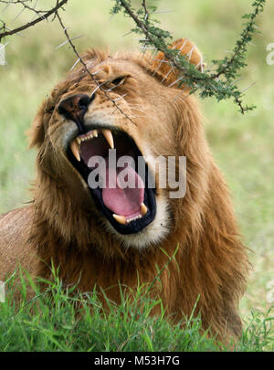 Ruggito maschio di leone africano. Fotografato nel parco nazionale del Serengeti, Tanzania Foto Stock