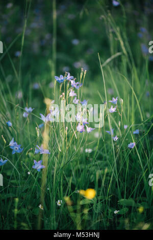 Bella bluebell fiori nel campo estivo, foto verticale Foto Stock