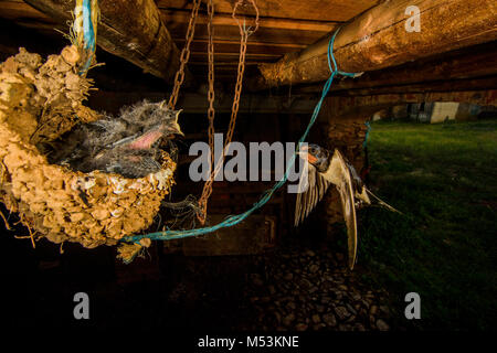 Barn swallow (Hirundo rustica) battenti. Non ha mai smesso di battenti, anche per alimentare i polli. Foto Stock