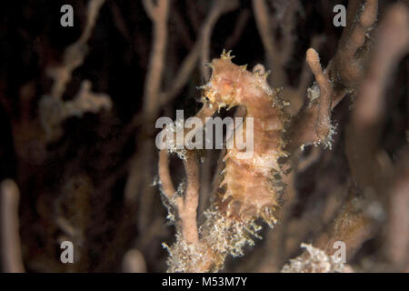 Cavalluccio marino spinoso/spinosa cavalluccio marino(Hippocampus histrix) nei pressi di Panglao Island, Filippine Foto Stock