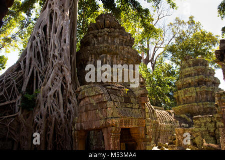 Tree soffoca antico tempio di Ta Prohm Foto Stock