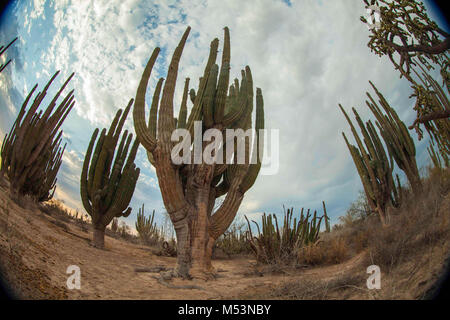 Deserto di Sonora che è caratterizzato da un alto grado di catus a pochi metri di acqua di mare nel Pacifico messicano Osea foto:LuisGutierrez. Foto Stock