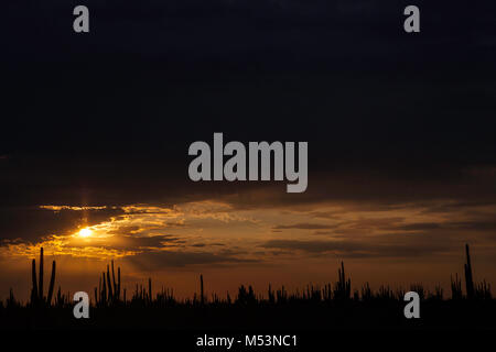 Deserto di Sonora che è caratterizzato da un alto grado di catus a pochi metri di acqua di mare nel Pacifico messicano Osea foto:LuisGutierrez. Foto Stock