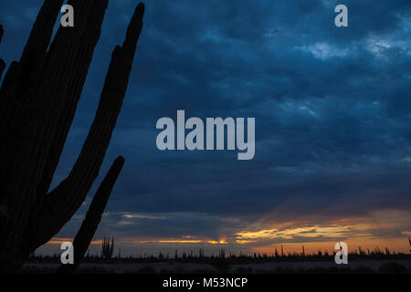 Deserto di Sonora che è caratterizzato da un alto grado di catus a pochi metri di acqua di mare nel Pacifico messicano Osea foto:LuisGutierrez. Foto Stock