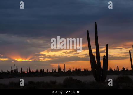Deserto di Sonora che è caratterizzato da un alto grado di catus a pochi metri di acqua di mare nel Pacifico messicano Osea foto:LuisGutierrez. Foto Stock