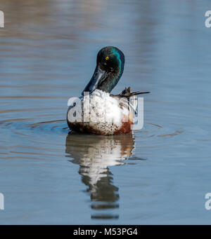 Northern mestolone drake fotografati a George C.Reifel uccello migratore Santuario, Delta, BC, Canada, il 16 marzo 2015. Foto Stock