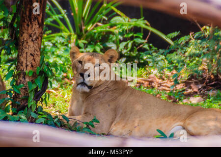 Carino White Lion è giacente all'ombra di alberi in estate foresta. Foto Stock