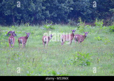 Muflone Europeo Foto Stock