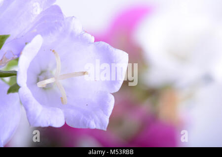 Fiore bianco bluebell close up Foto Stock