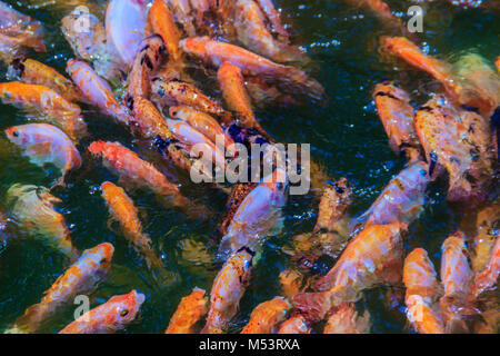 Scuola colorato di rosso/arancione pesce persico (red tilapia) pesci di acqua dolce pond. Red tilapia sono mutanti genetici selezionati da tilapia specie in g Foto Stock