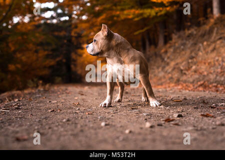American Bully femmina in piedi sul giardino in autunno Foto Stock