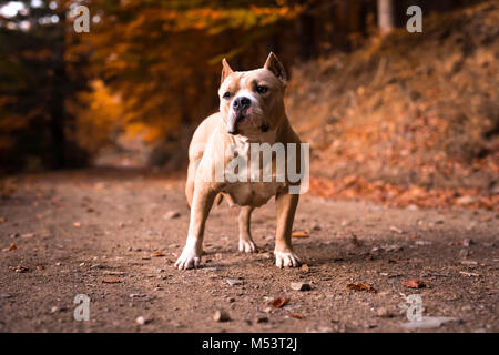 American Bully femmina in piedi sul giardino in autunno Foto Stock