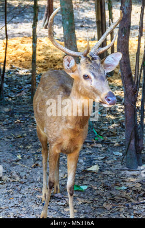 Il Porco indiano deer (Hyelaphus porcinus) è un piccolo cervo il cui habitat varia dal Pakistan, attraverso l'India del nord, al continente del Sud-est asiatico. Foto Stock