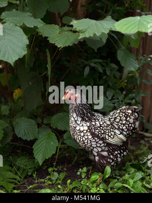 pollo Foto Stock