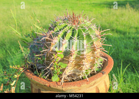 Cactus in pentola di creta Foto Stock