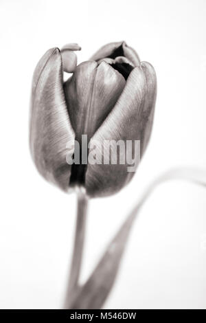 Uno isolato tulip contro uno sfondo semplice Foto Stock