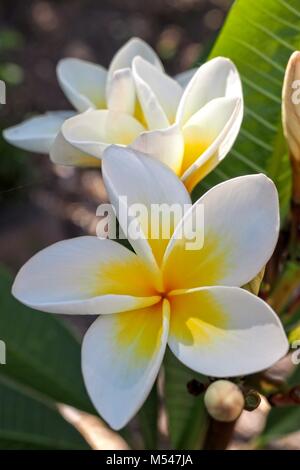 Il bianco e il giallo dei fiori di frangipani, closeup, con foglie in background. Foto Stock