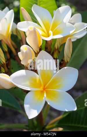 Il bianco e il giallo dei fiori di frangipani, in primo piano sulla pianta, con foglie in background. Foto Stock