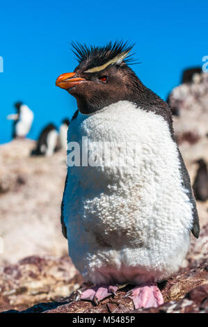 Pinguino saltaroccia, Patagonia, Argentina Foto Stock