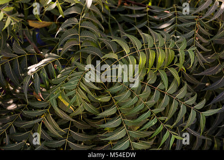 Fresco curry indiano lascia pattern su albero Foto Stock