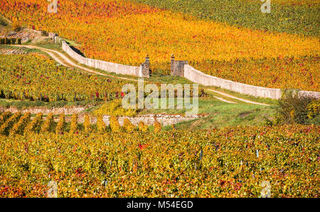 Vigneti nella stagione autunnale, Borgogna, Francia Foto Stock