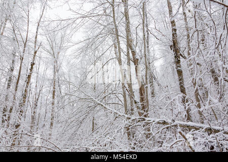 Foresta di inverno con neve sugli alberi Foto Stock