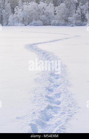 Orme nella neve sulla strada per la foresta Foto Stock