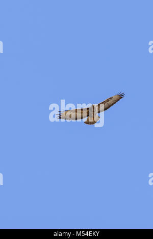 Flying Buzzard su un cielo blu chiaro in estate Foto Stock