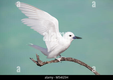 White Tern (Gygis alba rothschildi) atterrando su ramo con sfondo di acqua acquamarina lagunare nell'Oceano Pacifico Foto Stock