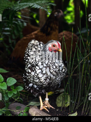 pollo Foto Stock