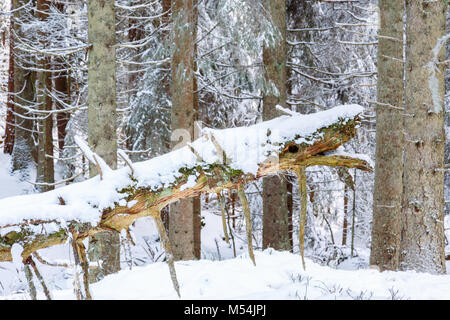 Vecchio albero stock in una vecchia foresta in inverno Foto Stock