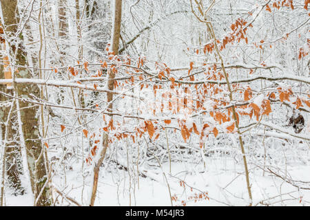 Foglie di autunno nella foresta con la neve Foto Stock