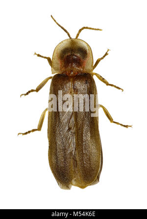 La lucciola su sfondo bianco - Lampyridae sp. Foto Stock