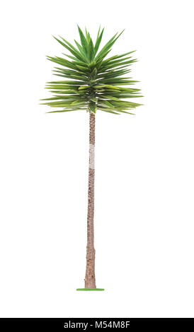 Palm tree isolato su bianco Foto Stock