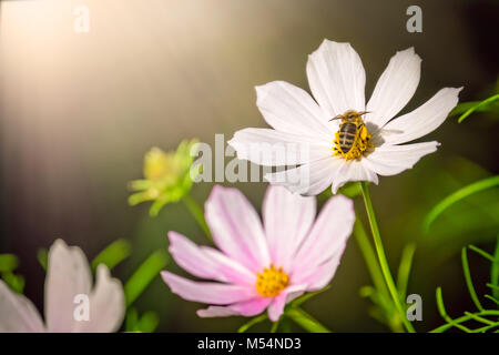 Bee raccogliendo il polline su un fiore bianco Foto Stock