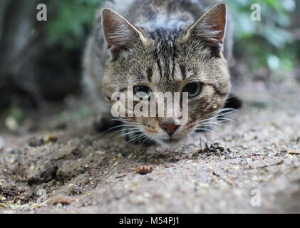 La museruola, curioso tabby cat Foto Stock