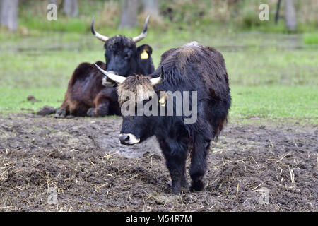 Bestiame di Heck Foto Stock