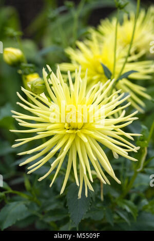 Dahlia 'Grysons ragno giallo' Fiori. Foto Stock