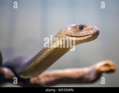 Black mamba ritratto / serpente rettile / / / pericolose velenoso Foto Stock