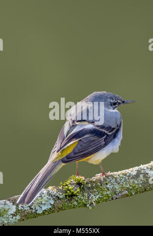 Femmina Wagtail grigio uccello appollaiato su un ramo in inverno nel West Sussex, in Inghilterra, Regno Unito. Ritratto con copyspace. Foto Stock