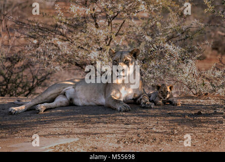 Leonessa e LION CUB. Il Parco Nazionale di Etosha, Namibia Foto Stock