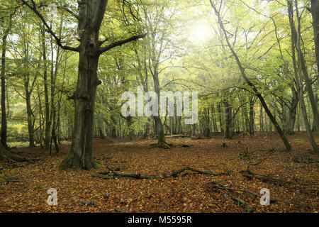 Foreste vergini su Darss in Germania Foto Stock