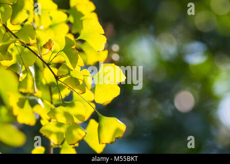 Il ginkgo le foglie in autunno Foto Stock