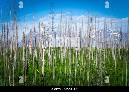 Vasto scenic montana di stato paesaggi e natura Foto Stock